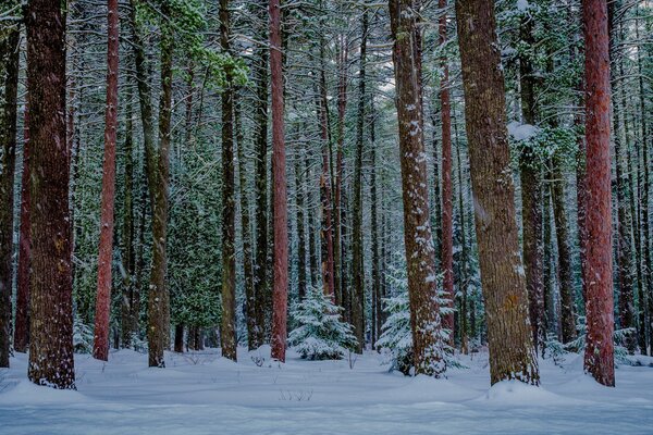 The winter forest lives its own life