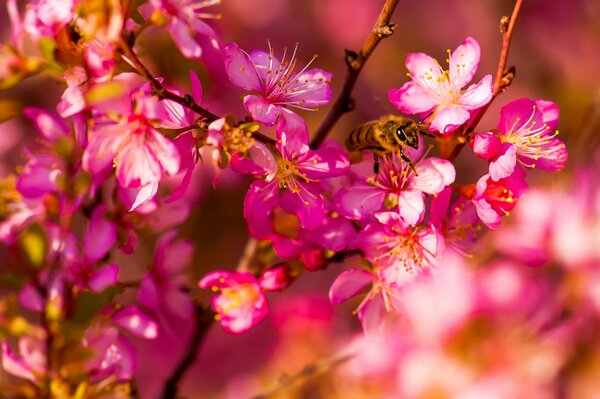 Bee on flowers in macro photography