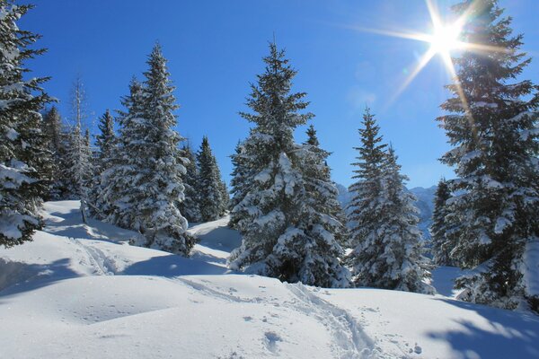 A clear winter day in the forest