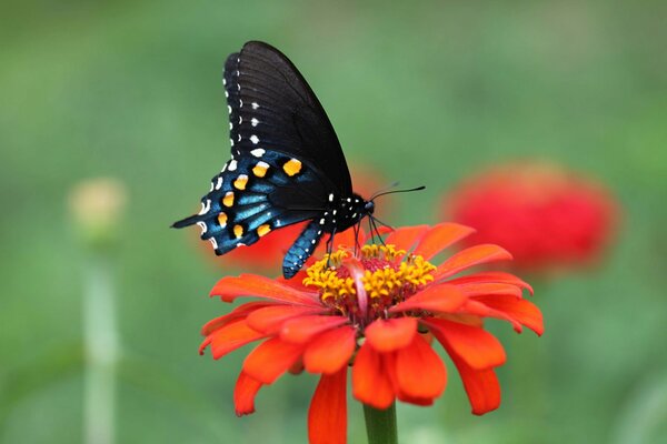 Farfalla seduta su un fiore rosso