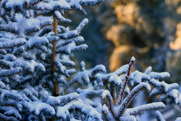 In inverno, nelle foreste ci sono grandi alberi di Natale lunghi, hanno rami con aghi e la neve mostra agli spettatori un albero di Natale soffice