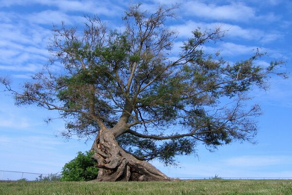 Ein alter Baum auf einem blauen Himmelshintergrund