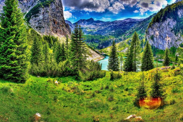 Picturesque bright green forest