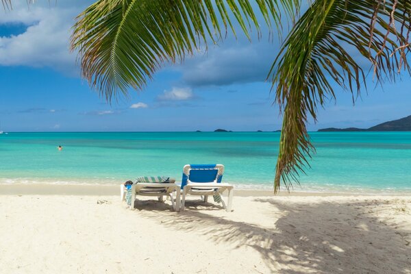 Tropical paradise beach with palm tree