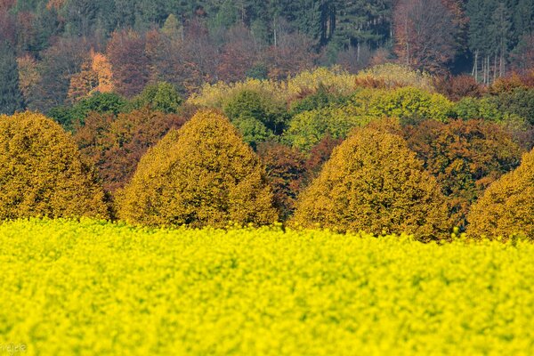 Champ de fleurs à proximité de la forêt
