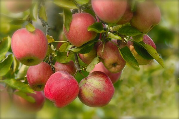 In summer, the branches of the apple tree bloom and delicious and healthy fruits appear apples