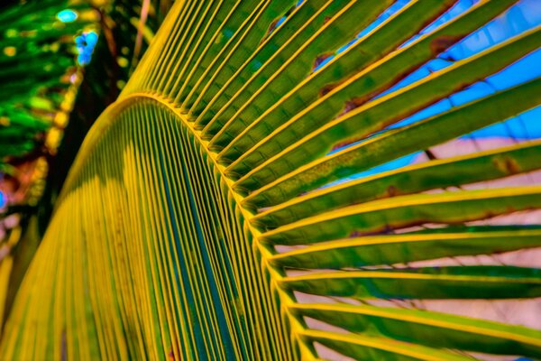 Palm tree and leaf are beautiful in summer