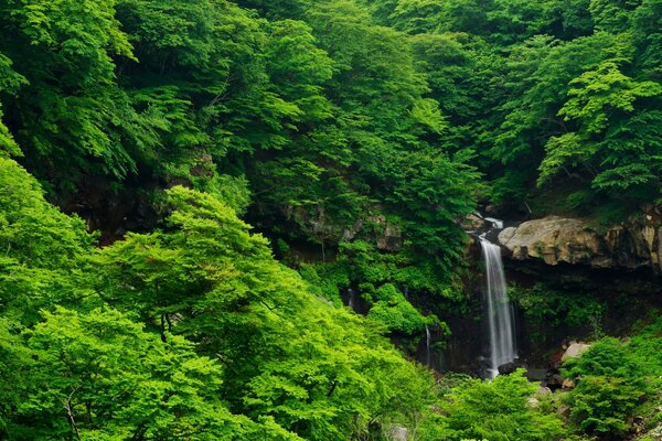 Cascada y rocas en los matorrales del bosque de verano