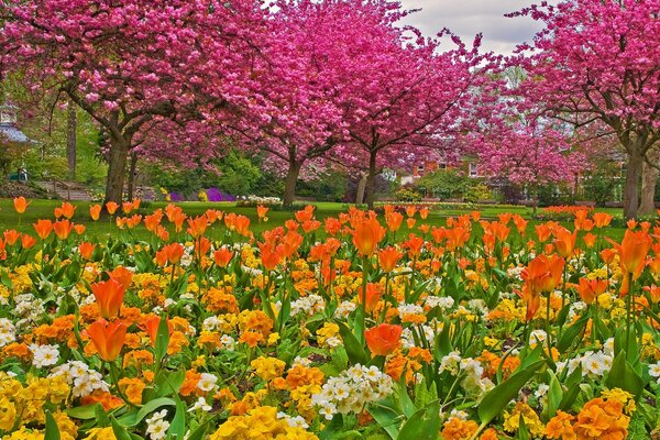 Tulpen auf dem Hintergrund der rosa Dereaien im Park