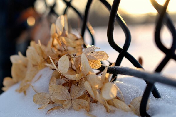 Dry leaves in the snow under the sunlight