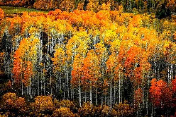 Arboleda de álamos de árboles de otoño amarillos