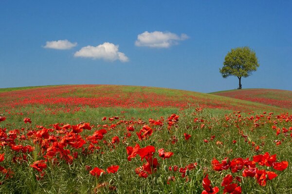 Amapolas rojas y cielo azul