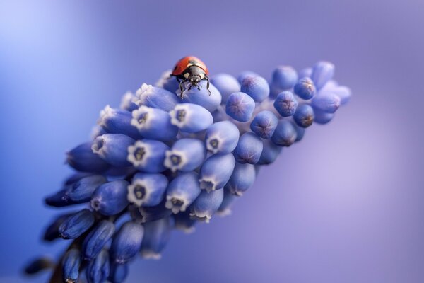 La nature a donné de belles fleurs, grâce à la coccinelle, la fleur n est pas malade