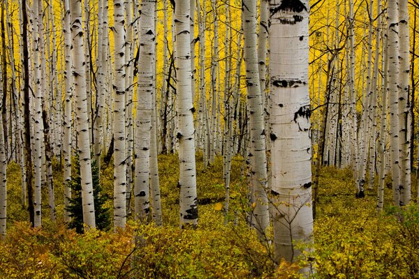 Magnificent aspen grove in autumn