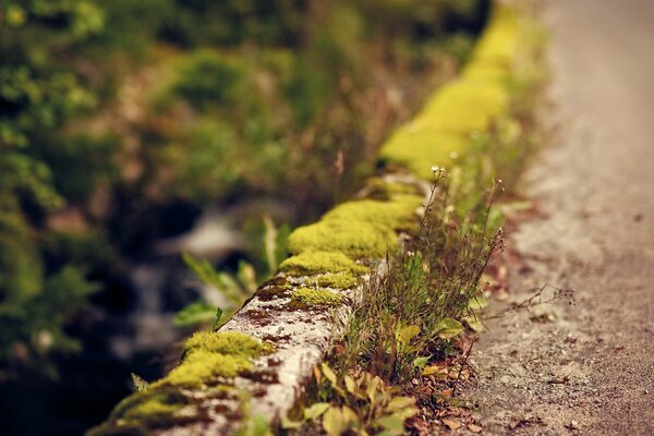 Green moss on the curb on the side of an abandoned road