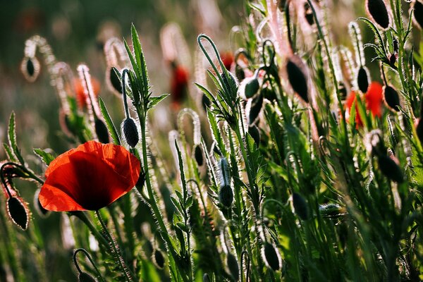 The flowering of poppies in the field