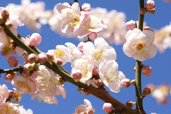 Ramo primaverile di un albero in fiore