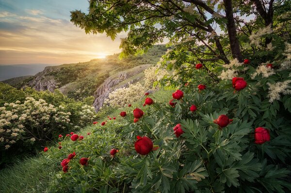 Pivoines rouges vives sur la pente