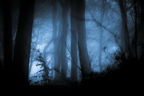 Foresta oscura avvolta dalla nebbia