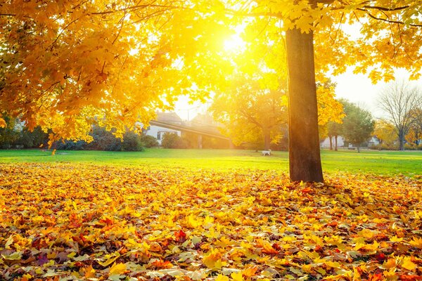Otoño dorado, alfombra de hojas en el sol