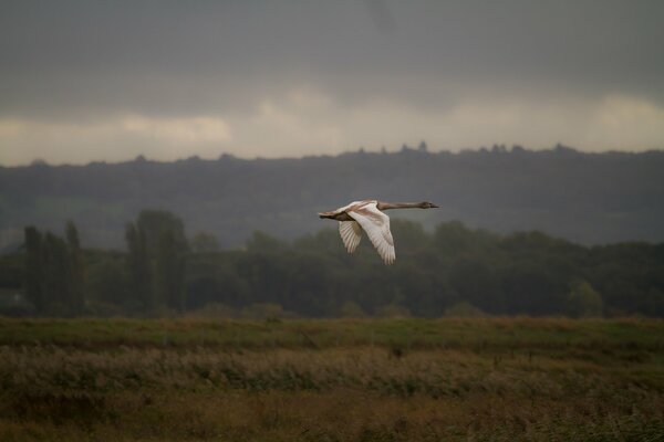 Cygne en vol sur un large champ