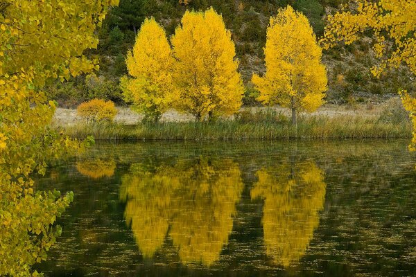 Reflet des arbres d automne dans le lac