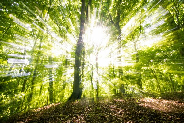 Alberi al sole paesaggio natura