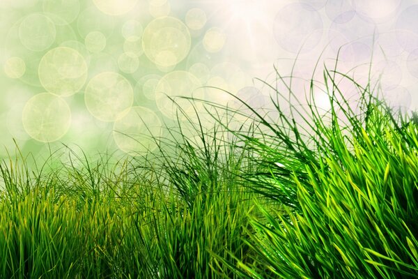 Il vento ondeggia l erba verde