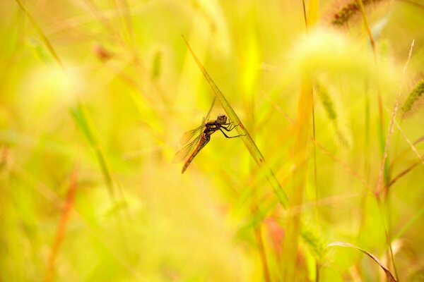 Libelle auf dem Rasen im Feld
