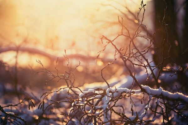 Natura invernale, rami innevati sullo sfondo del tramonto