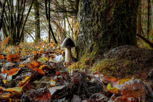Dans la forêt près des arbres sous les feuilles poussent des champignons