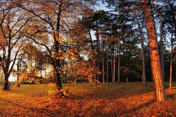 Trees in the park with yellow foliage