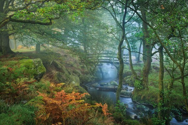 Autumn morning, wonderful nature in the park
