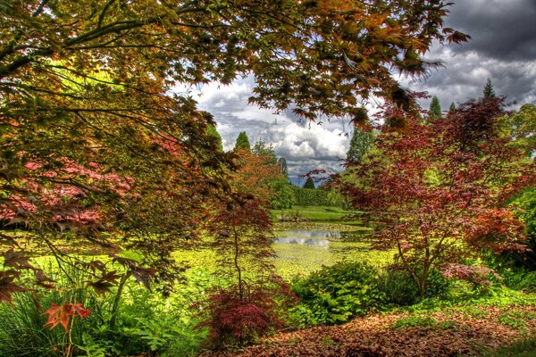 Alberi meravigliosi nel giardino botanico
