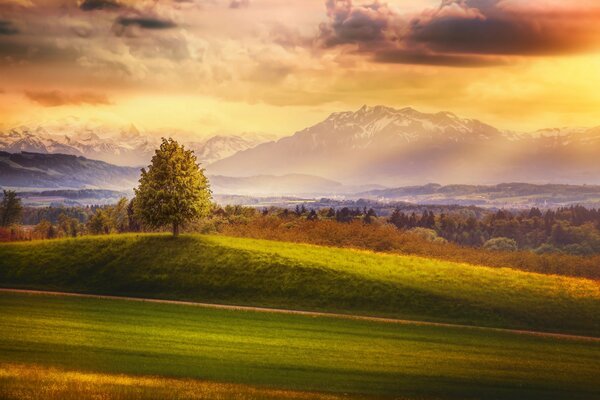 Foresta Svizzera al tramonto