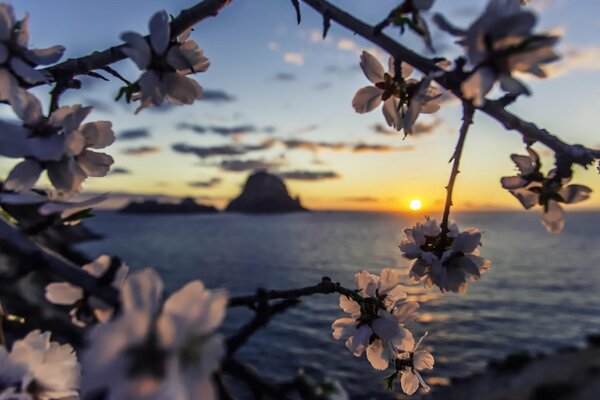 Coucher de soleil sur la mer à travers la floraison