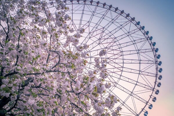 Grande roue photographiée sous un arbre en fleurs