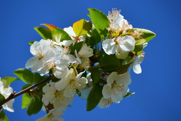 The branch of a flowering tree is close