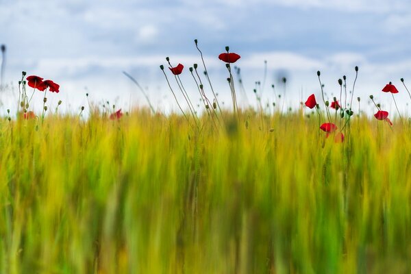 A blurred field with green grass and poppies