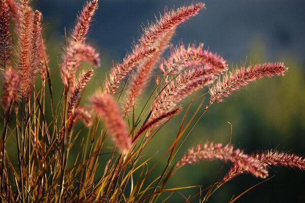 Field spikelets under the rays of the sun