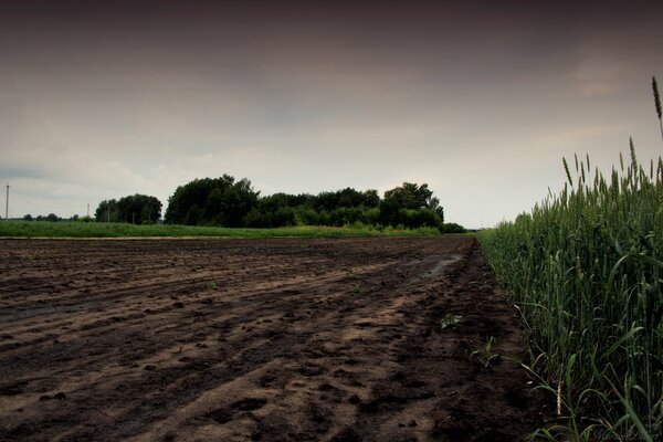 La sera, il campo è nuvoloso, le erbe e l avena si bagnano