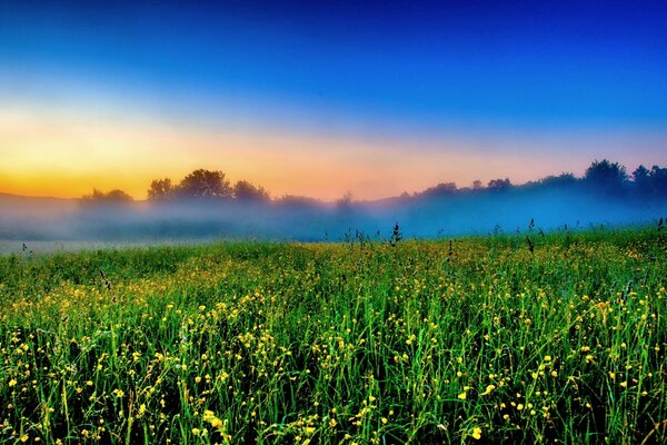 Temprano en la mañana en un campo de niebla húmedo