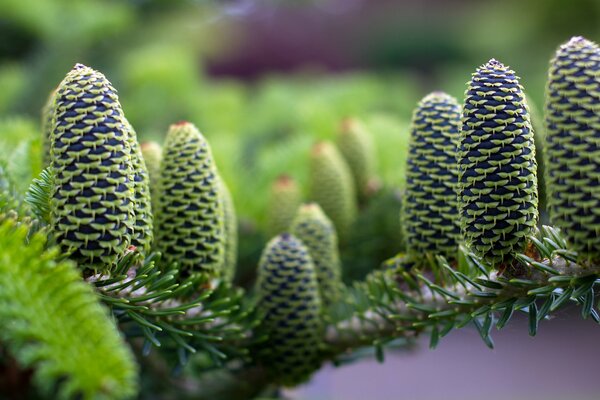 Beautiful fir cones taken macro