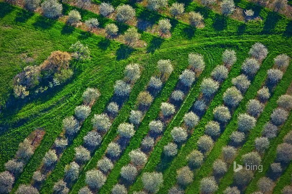 Sämlinge Blick aus der Höhe