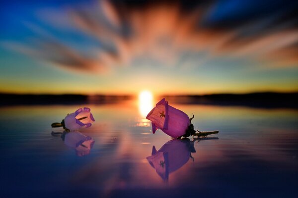 Boccioli di fiori al tramonto in acqua