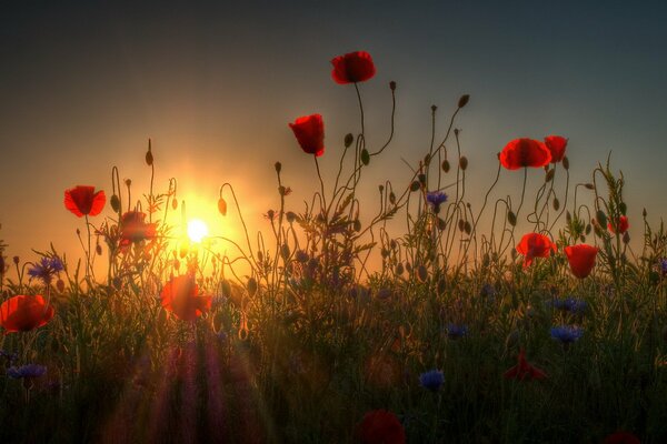 Amapolas en el campo en el sol de la tarde