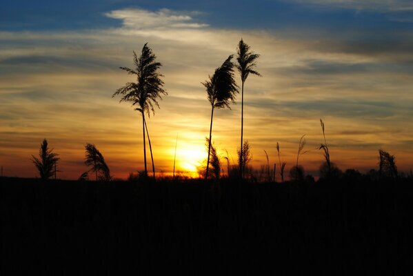 Silhouettes of grass against the sunset sky