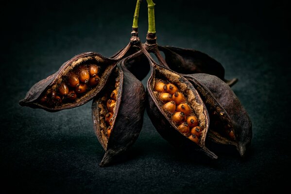 Macro shooting of yellow seeds