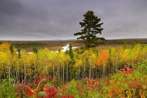 Autumn birches on a hill against a cloudy sky
