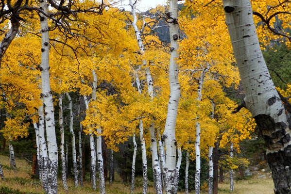 Molti alberi con fogliame giallo
